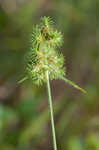 Hairy umbrella sedge